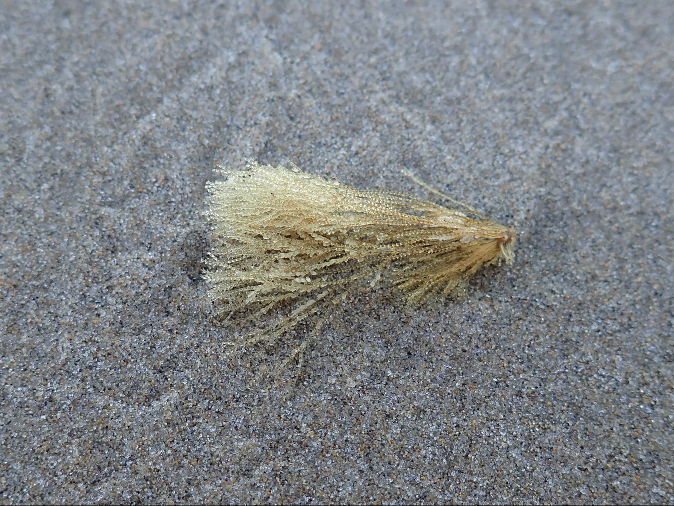 A tuft of hydroids rests on the sand.