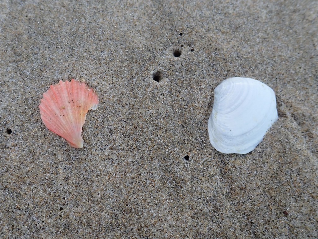 Two bivalve shells rest on the sand (possibly a spiny pink scallop and a gaper clam).