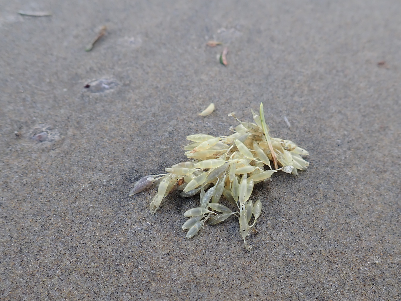 Drifted Nucella eggs rest on the sand.