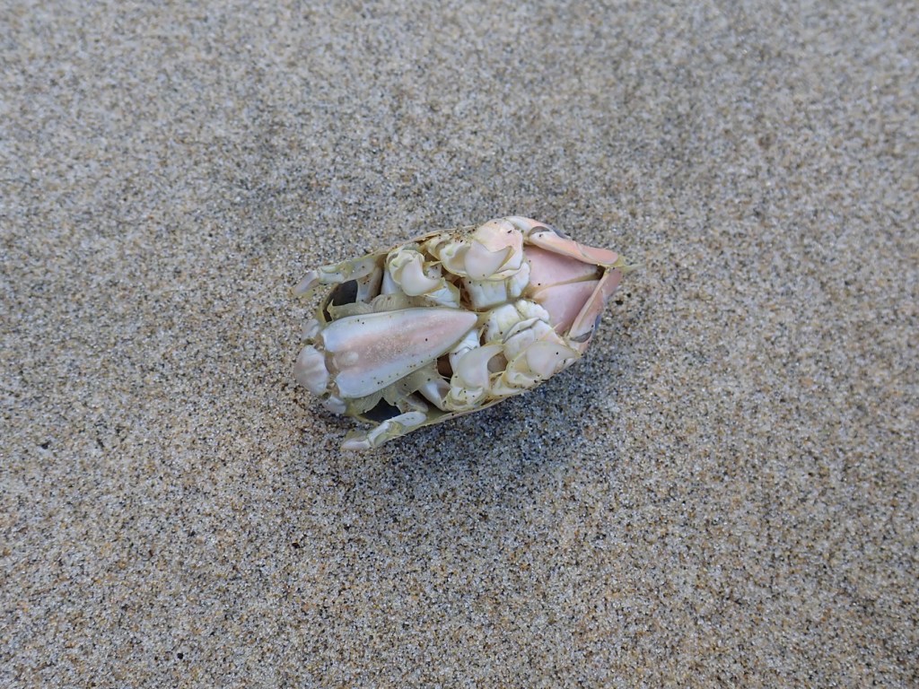 An upside-down Pacific mole crab rests on beach sand.