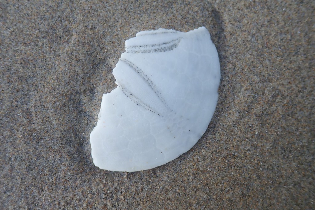 A bleached sand dollar fragment rests on the sand.