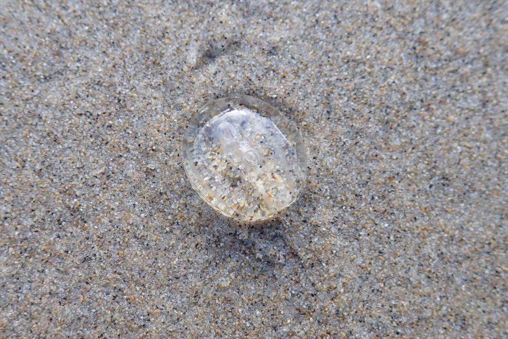 Pleurobrachia rests on the sand.