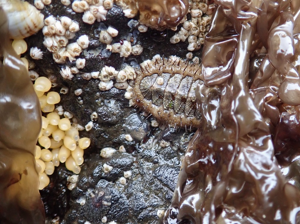 A chiton partially visible, about half covered by seaweed. A few barnacles and Some fresh Nucella eggs are also present.