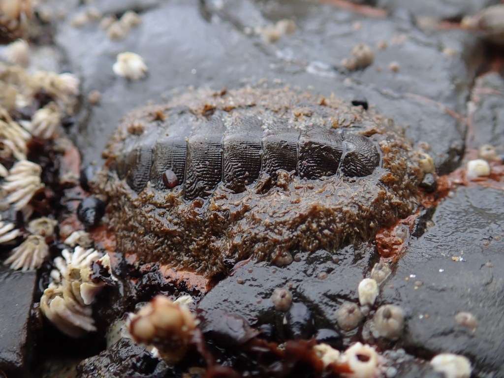 A wet nondescript limpet on a wet rock.