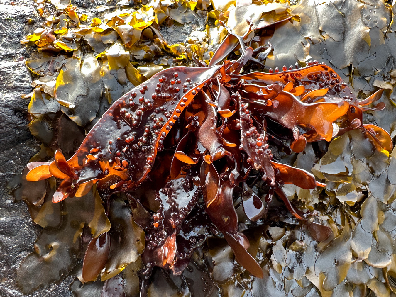 Backlit Mastocarpus (probably) shares a boulder top with Phaeostrophion.