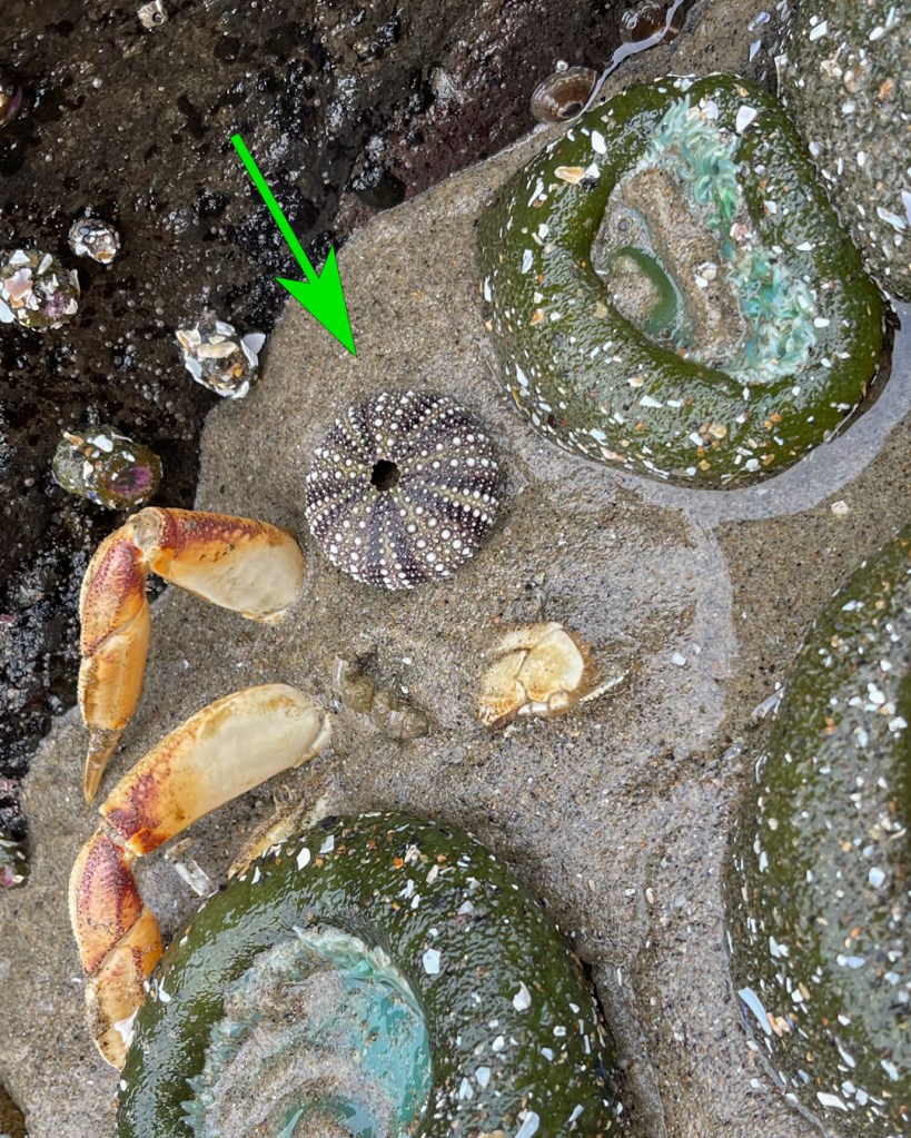 A sea urchin test rests on the sand among drifted crab remains and live giant green anemones.