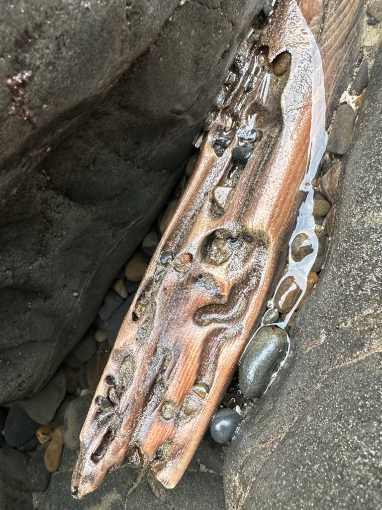Driftwood with probable shipworm workings.