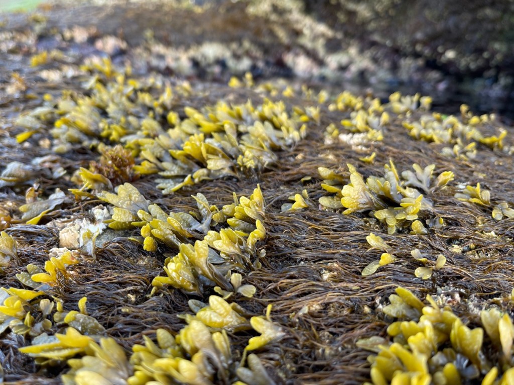 Fucus blades emerge from a bed of dark (seaweed) tubes.