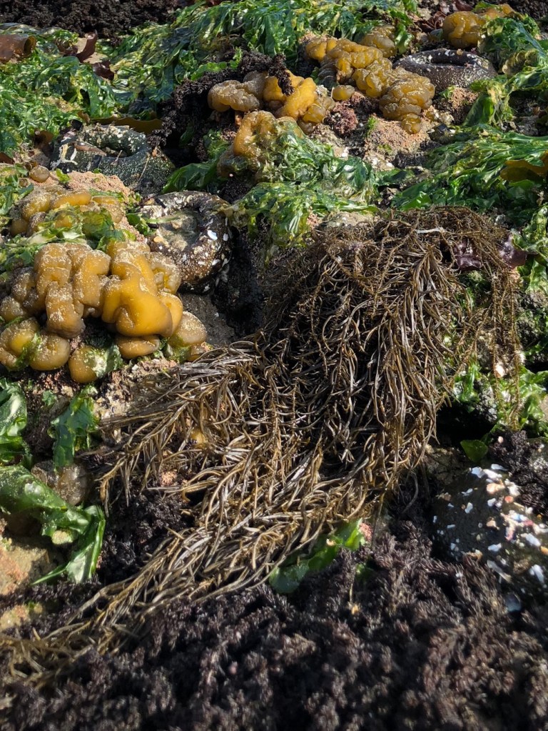 A cascade of Analipus amid Ulva, Leathsia, and Neorhodomela. 