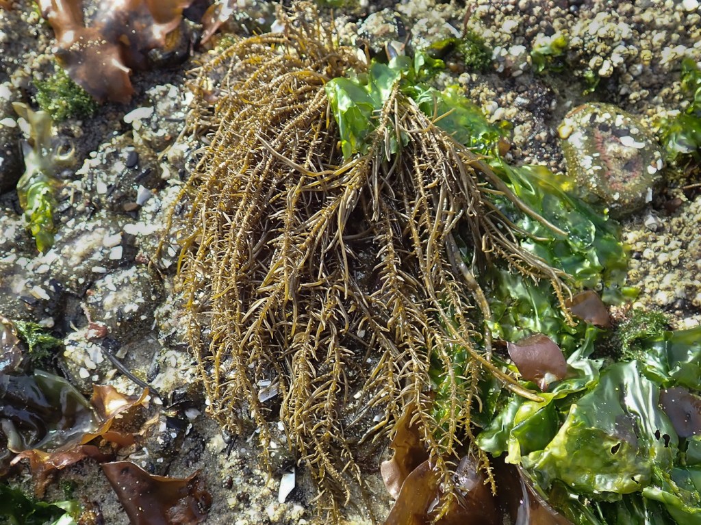 A tuft of Analipusdraped down a rock