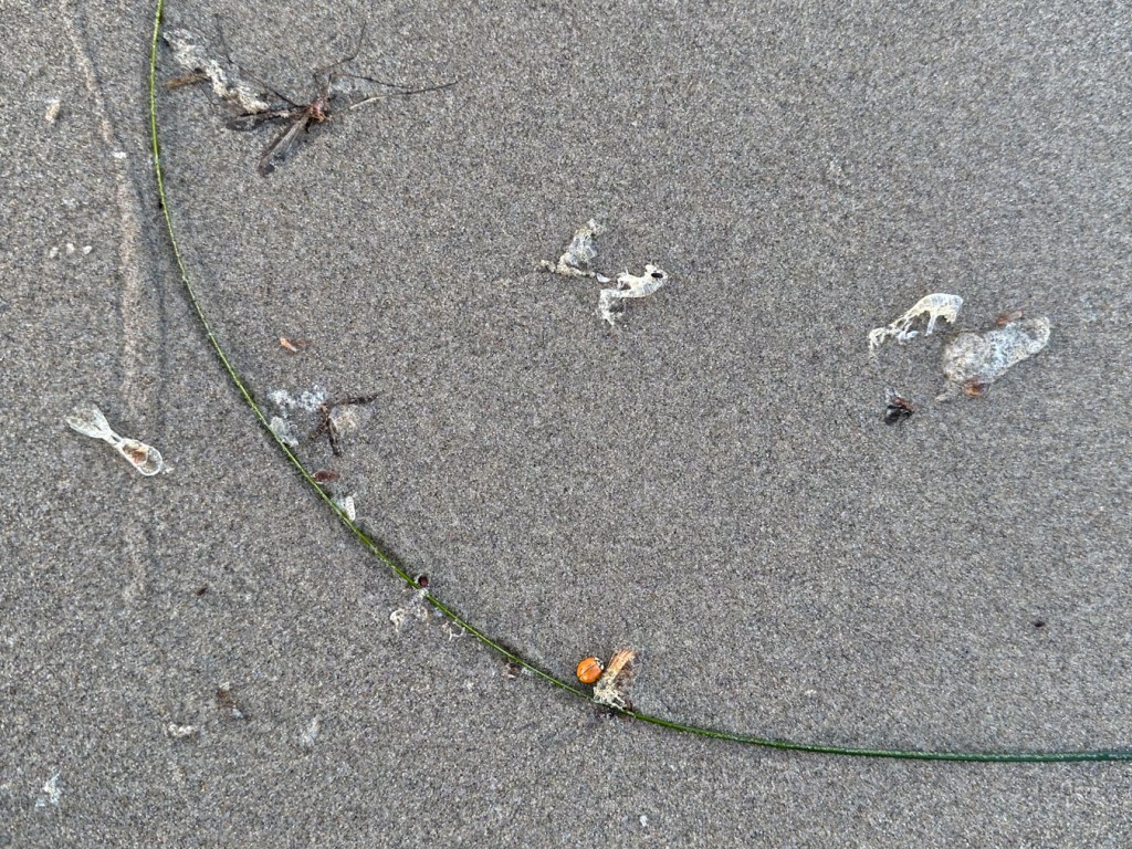 Crustacean molts, a strand of surfgrass, a ladybug, and a stranded crane fly on the moist sand.