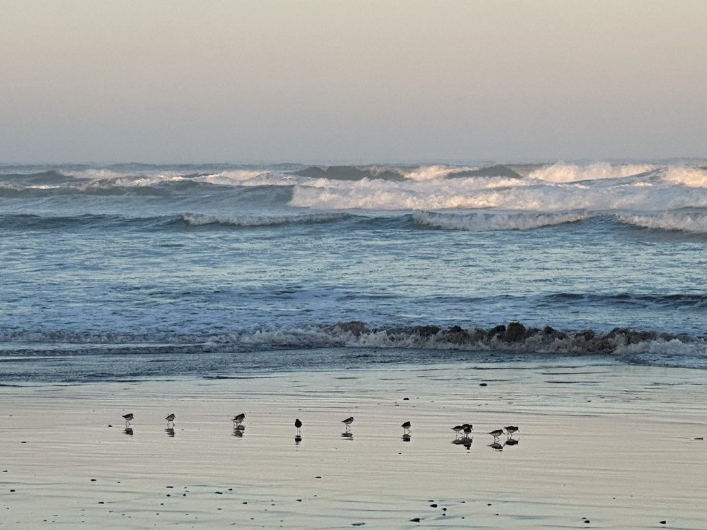 About 10 sandpipers (I think)feeding in the mirror. Surf zone in the background.