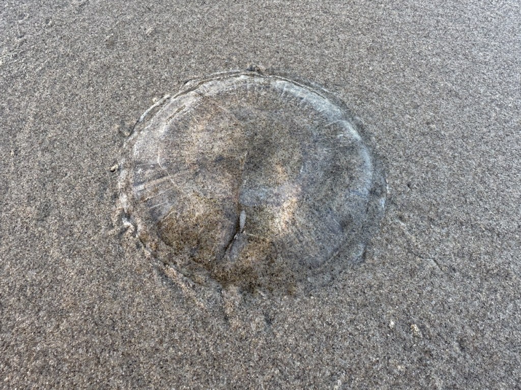 Beached crystal jelly Aequorea resting on wet sand.