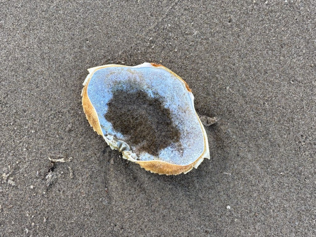 An upside-down dungeness crab carapace with a little wet sand inside.