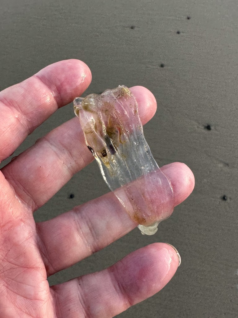 Salp resting on two middle fingers of a human hand. Beach sand and a few pebbles behind.