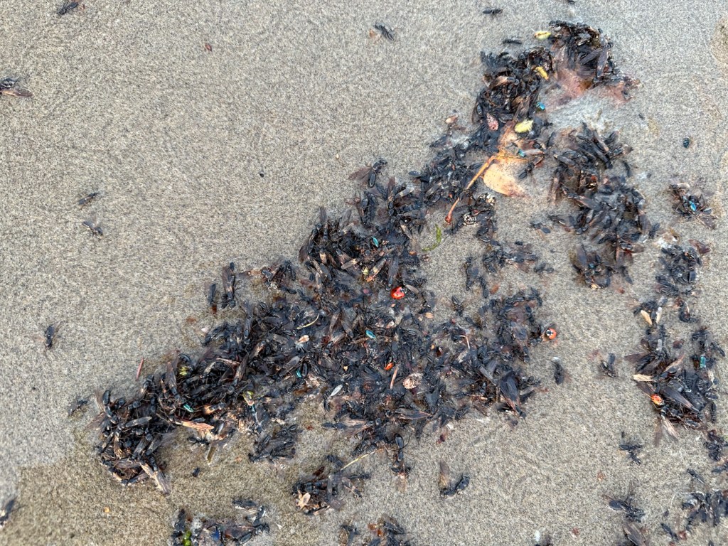 Closeup of the wrack line full of winged and a a sprinkling of ladybugs and iridescent green beetles.