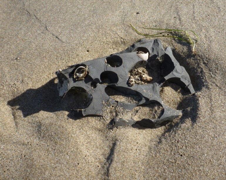 Rock with remnant piddock shell fragments resting on the sand.
