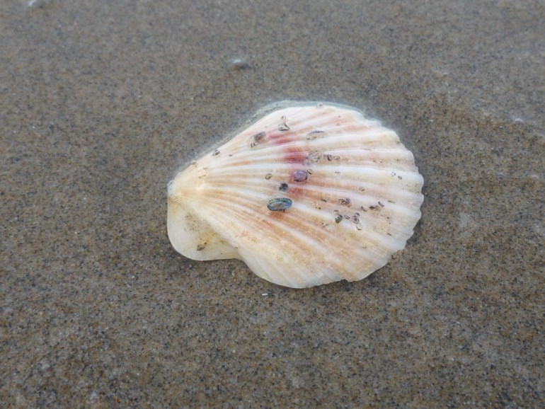 An empty drifted Chlamys valve resting on the sand. Exterior surface exposed. A few tiny Velella velella stuck to the shell.