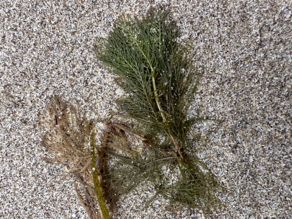 A few strands of watermilfoil resting on the sand