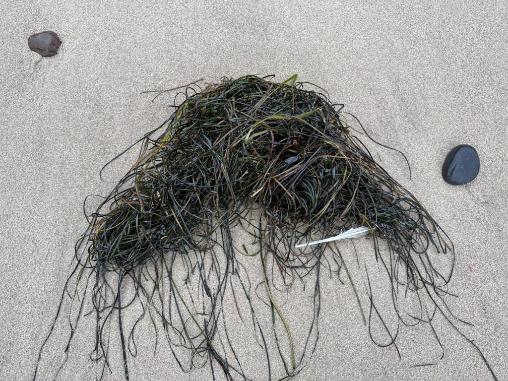 A dangle of surfgrass rest on sand.