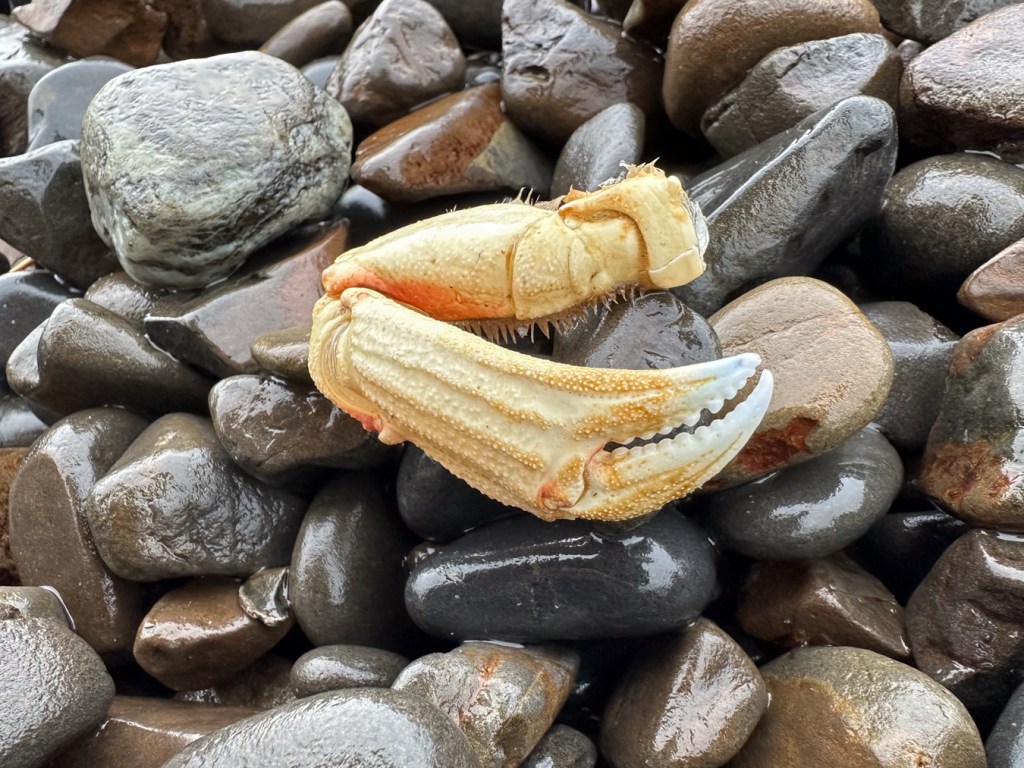 Dungeness crab pinching claw rest on wet cobbles.