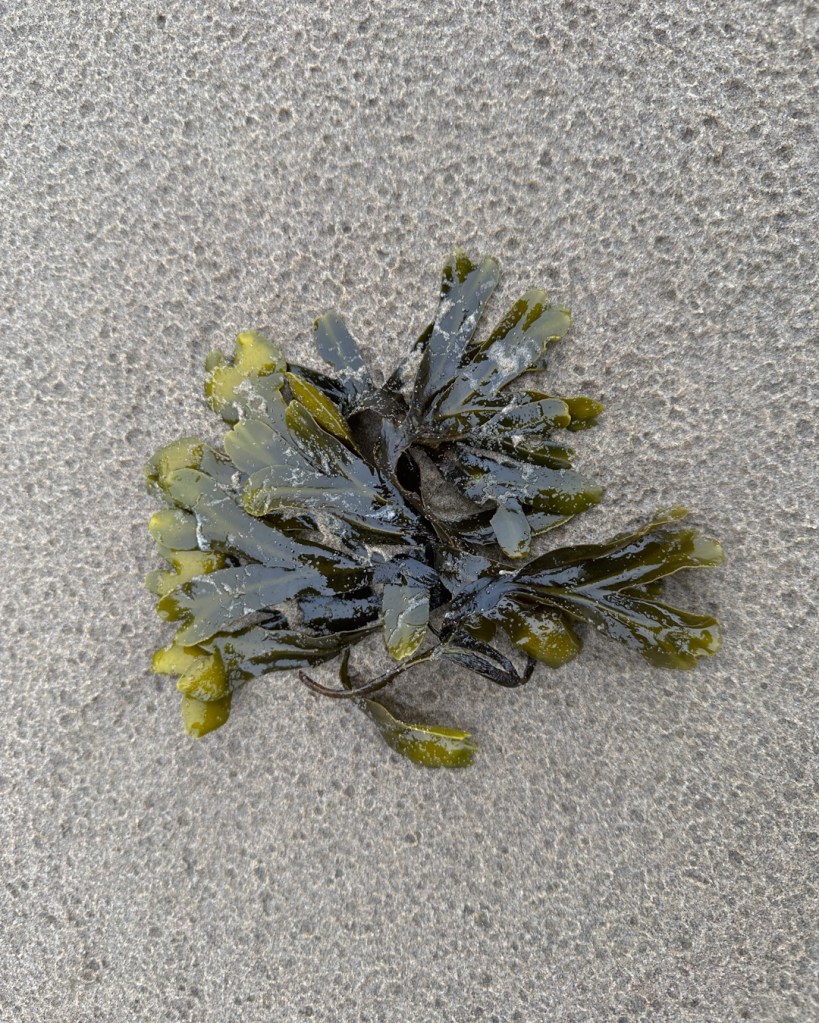 A patch of Fucus resting on sand dimpled by raindrops.