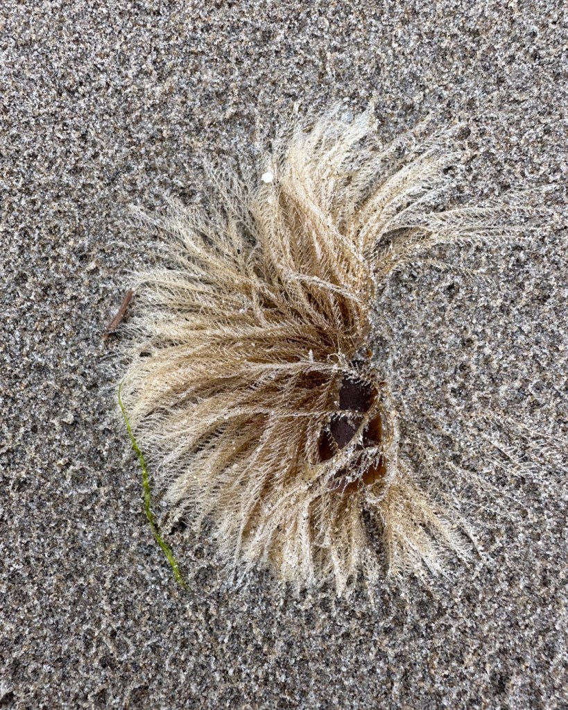 Drifted hydroids anchored to a kelp stipe fragment rest on sand dimpled by raindrops.