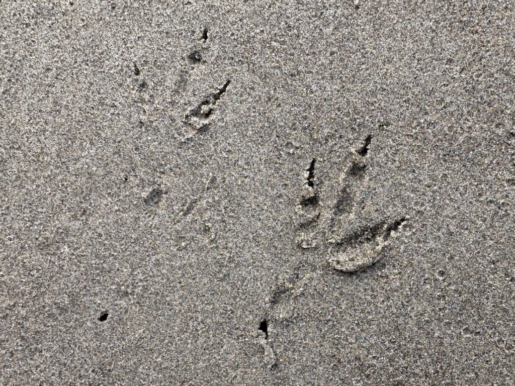 American crow tracks in the sand.