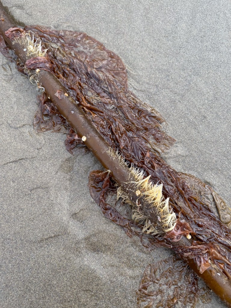 Pyropia nereocystis (and some hydroids) on a drifted bull kelp stipe resting on the sand.