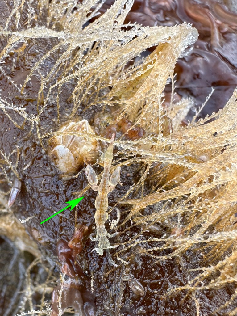 Closeup on a skeleton shrimp, a barnacle (maybe Balanus crenatus), and a bunch of hydroids.