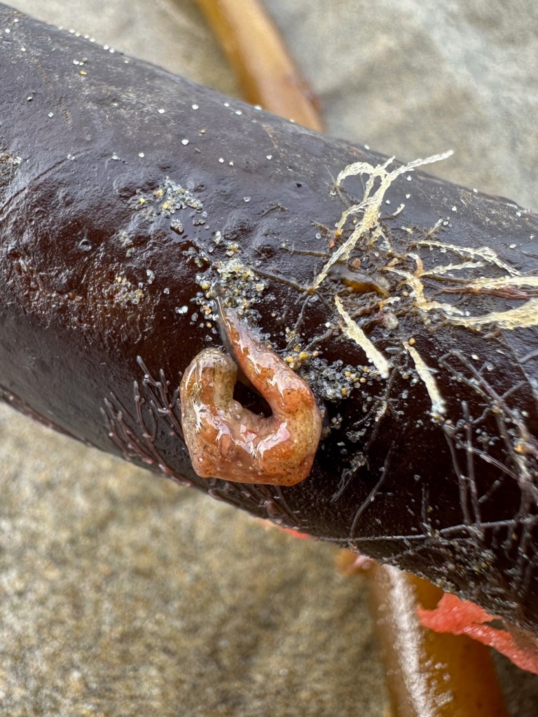 Stranded nudibranch on a beached  Pterygophora stipe.