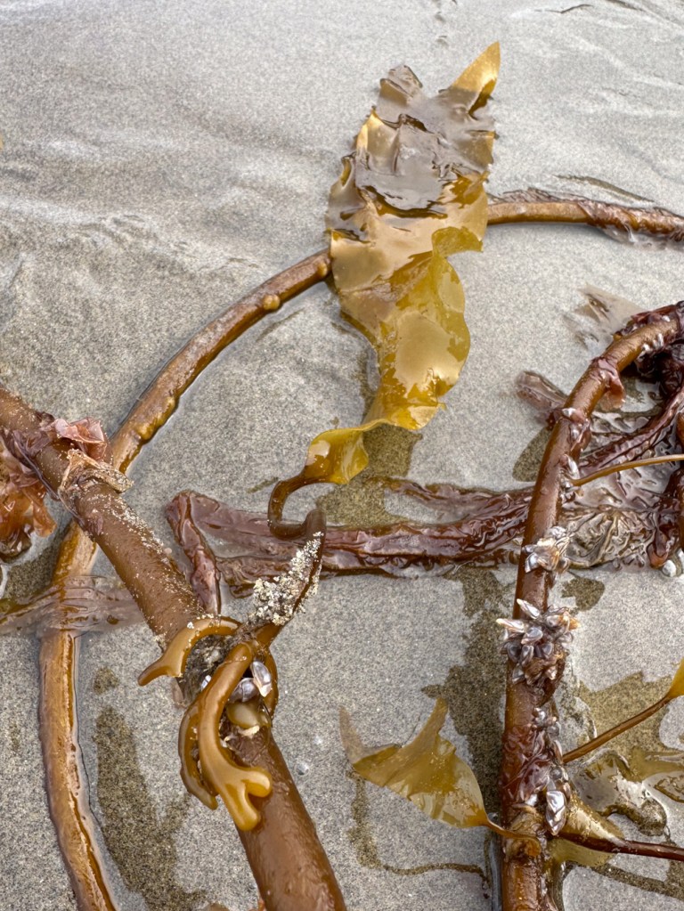 Bull kelp stipe on sand with lots of attached sea life (e.g., Laminaria, Pyropia, pelagic barnacles).