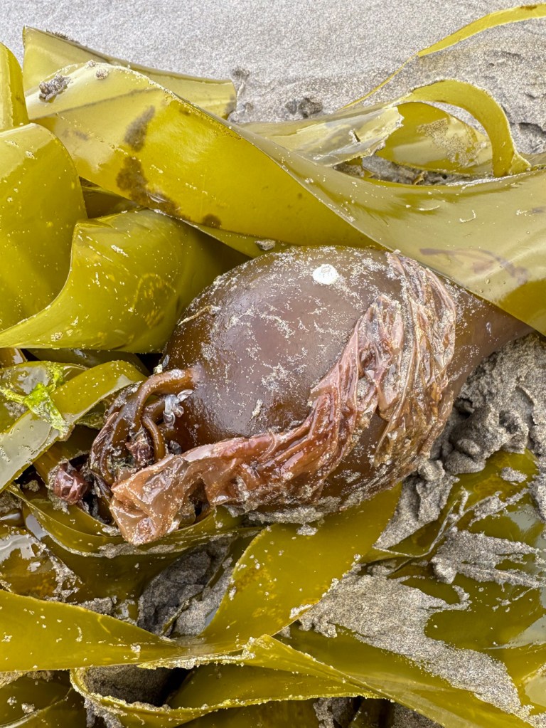 Beached bull kelp bulb (with bull kelp nori) and blades resting on the sand.