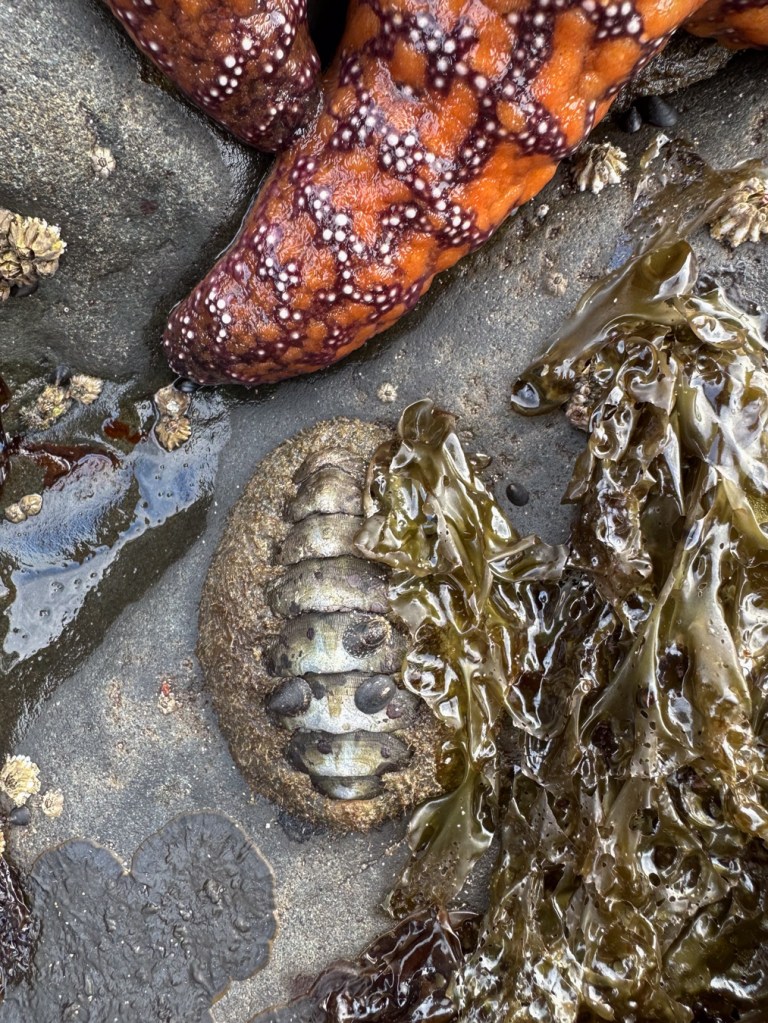A portion of a starfish and some seaweed share space on a smooth dark rock with a chiton.