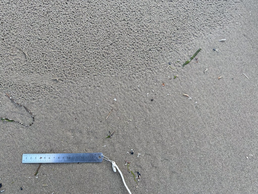 Closeup on a fairly clean wrack line showing the boundary between the highest reach of the swash and the sand above it dimpled by raindrops. 15 cm rule for scale. 