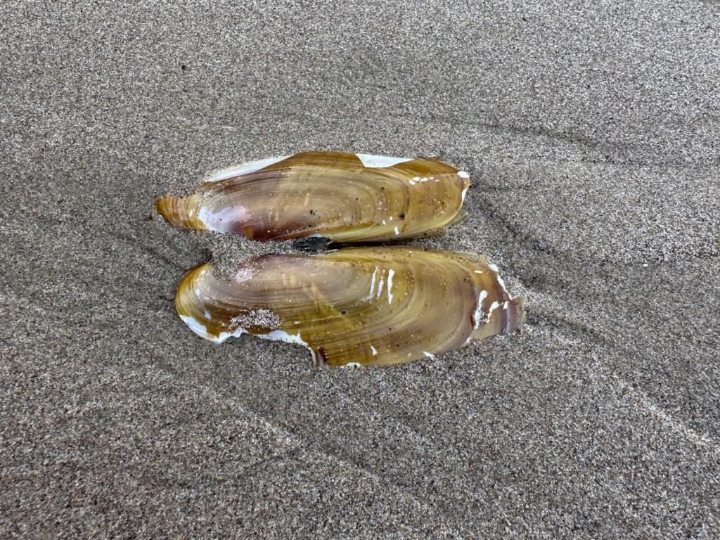 Both valves of an empty Pacific razor clam shell.