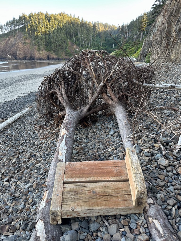 Two similar looking trees and their root wads resting parallel to each other high up in the cobbles. Portion of an unidentified wooden structure, maybe stair steps, rested upon the tree trunks. 