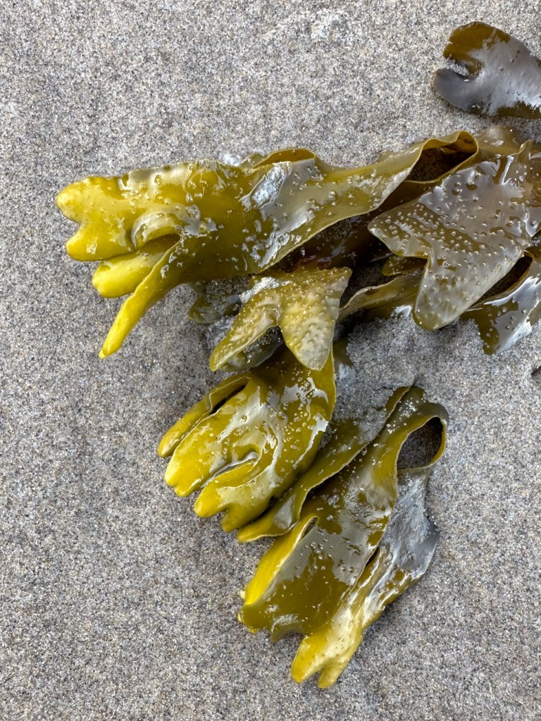 Closeup on a portion of a clump of drift Fucus resting on the sand.