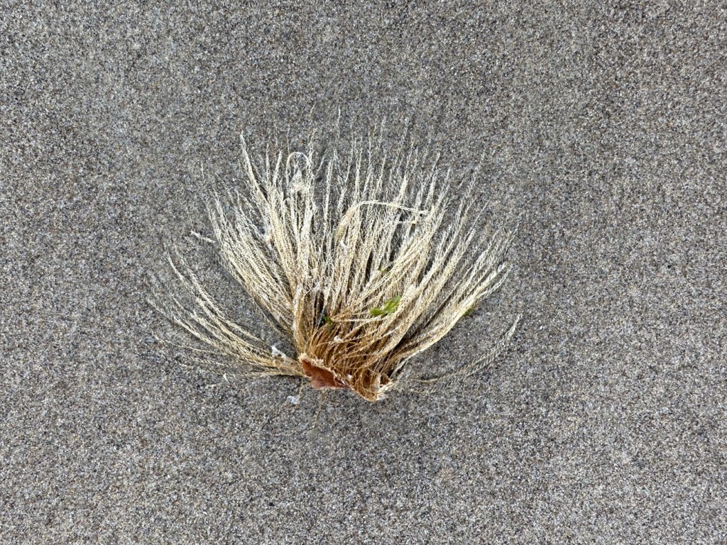 A drifted tuft of hydroids rests on the sand. 