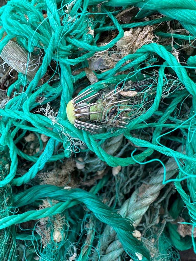 The hooks of a squid jig show through a beached tangle of nylon lines.