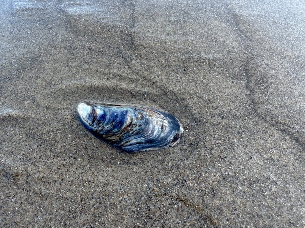 A drifted mussel valve rests on textured sand. 