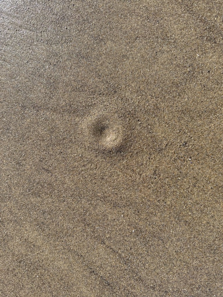 Lone razor clam show on the beach.