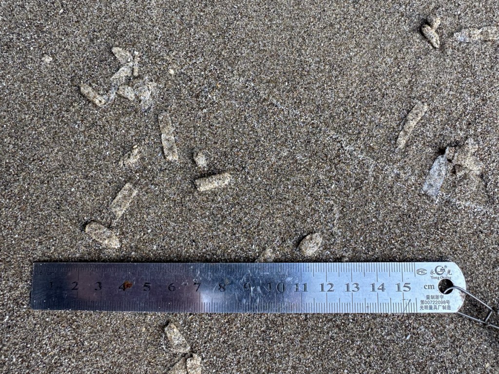 Pieces of empty sand-coated tubes on the sand. 15 cm rule for scale.
