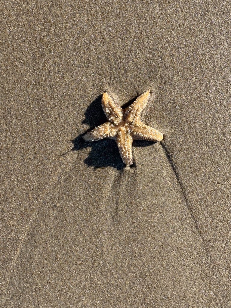small starfish upside-down on the sand.