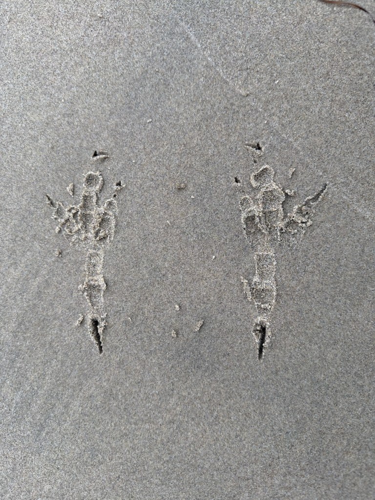 Closeup on raptor tracks in the sand.