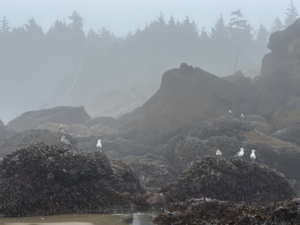 Nine gulls perched, seemingly waiting around, on mussel-covered rocks. Spruce forest in the background. Foggy.