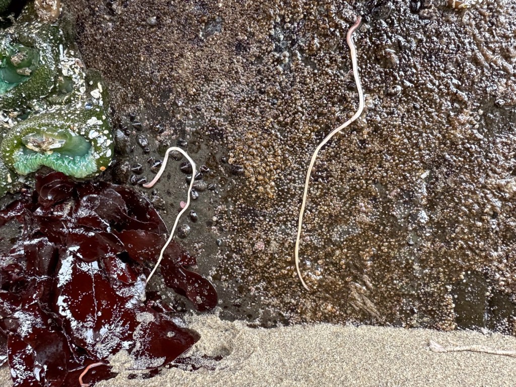Two ribbon worms on a vertical wall below the mussel bed.