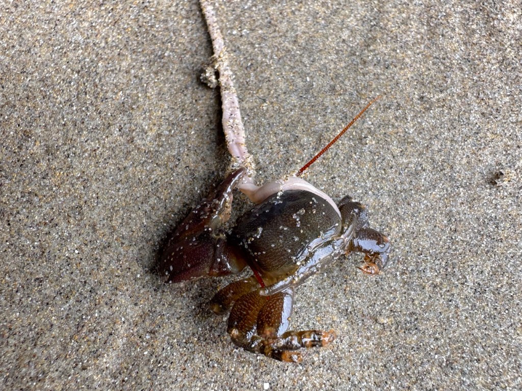 Battle between a ribbon worm and a porcelain crab, out on the sand.