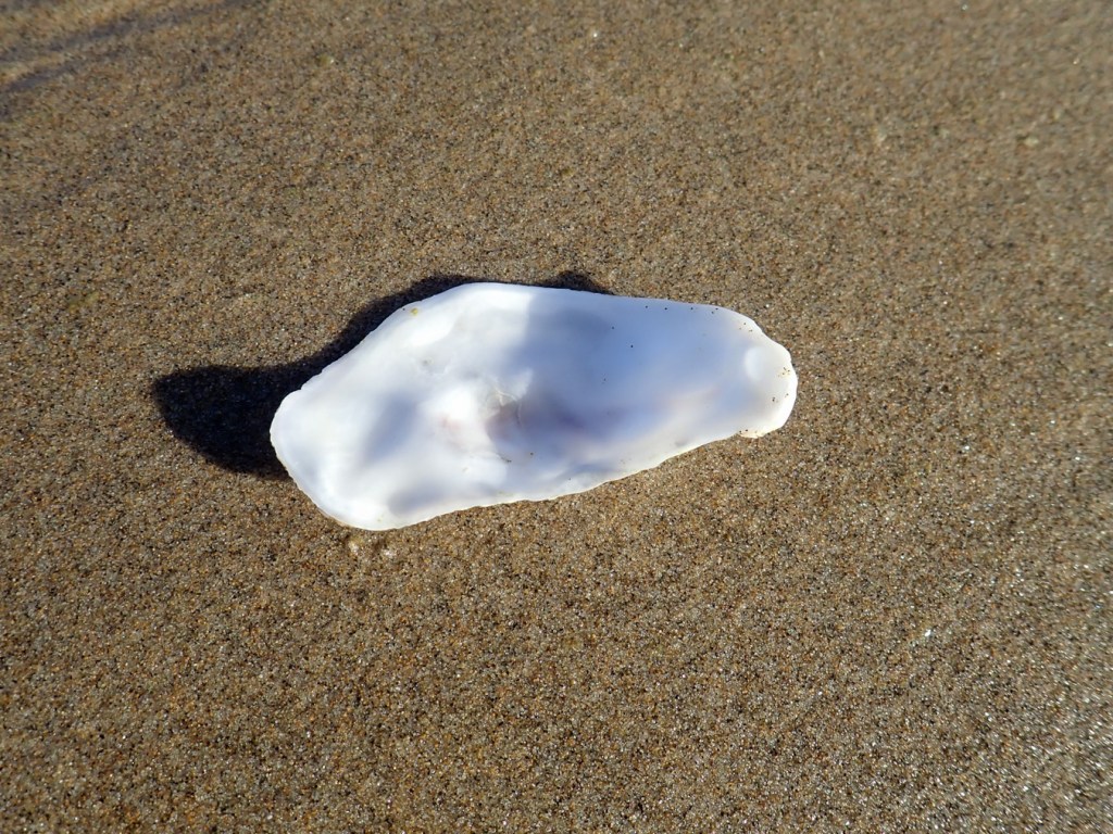 Oyster shell resting on the sand. 