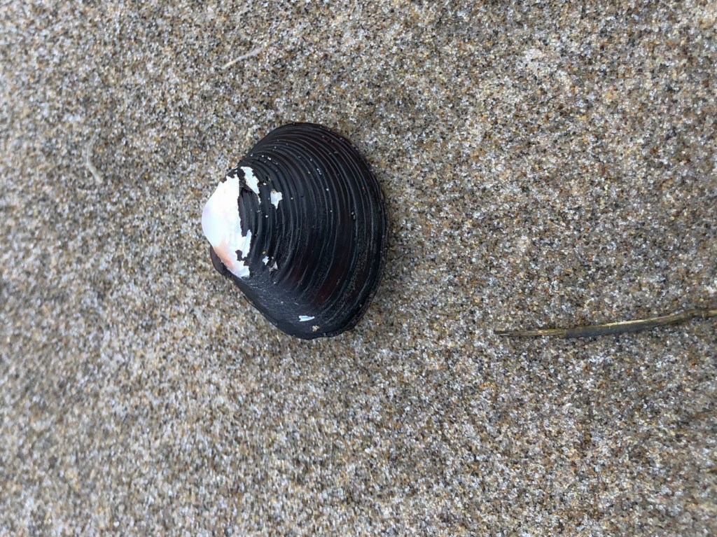 Medium closeup straight down on a clam shell resting on the sand.
